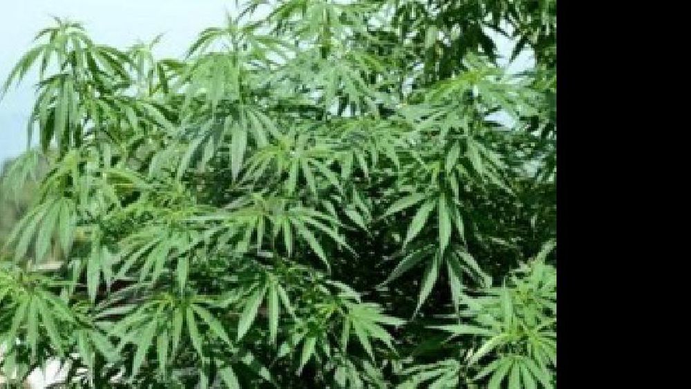 Realizan la primera conferencia científica internacional en Argentina sobre cannabis medicinal