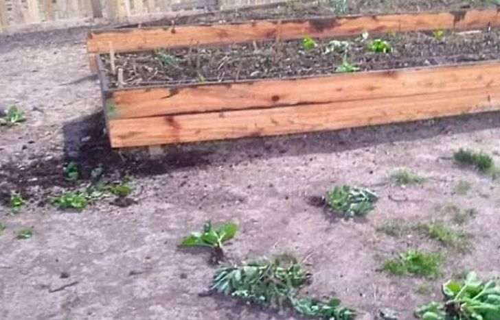 Rompieron la huerta y desparramaron las verduras.