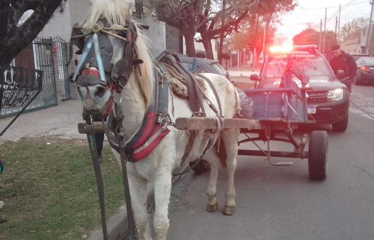 Se busca evitar el maltrato animal, sobre todo en equinos.