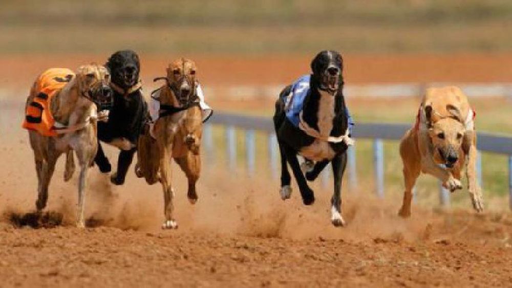 galgos