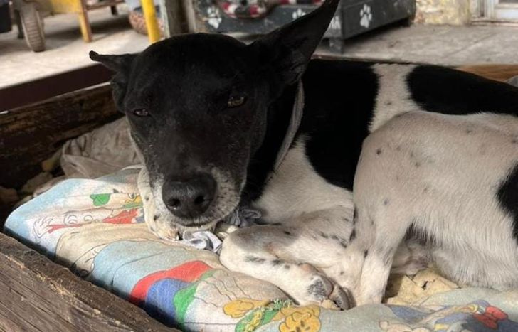 Los animales que viven en el refugio pueden ser desalojados.