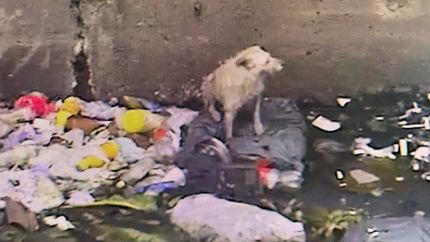 El perro fue visto por las cámaras del Centro de Monitoreo. El perro fue visto por las cámaras del Centro de Monitoreo.