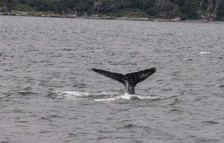 Una fotógrafa bautizó a esta ballena como Temperley.