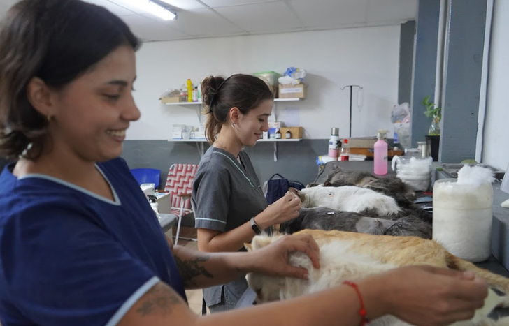 El Municipio de Lomas de Zamora impulsa un programa para dar hogar a perros y gatos rescatados.