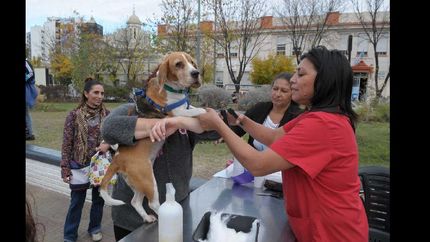 al igual que en los años anteriores, la grigera recibirá a los vecinos y sus mascotas.