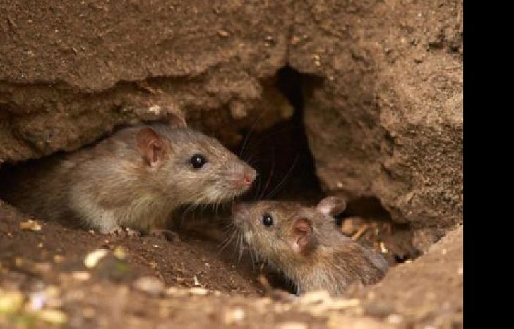 la droga logró mitigar los efectos del hantavirus.