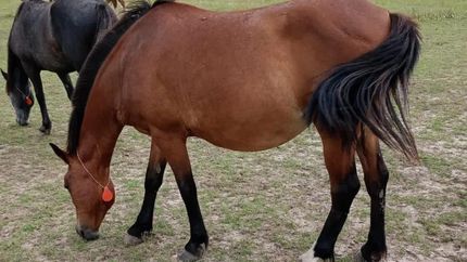 El nuevo espacio será beneficioso para los caballos rescatados.