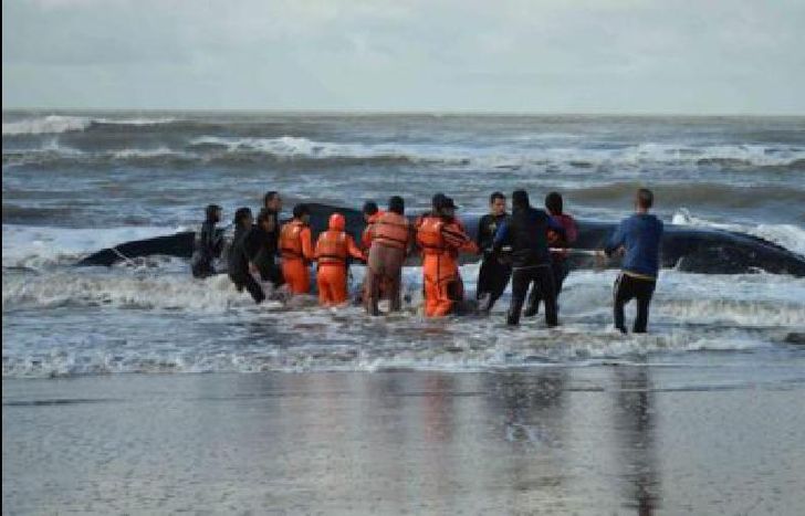 ballena mar del tuyu