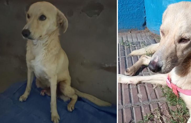 Bruno necesita y se merece un hogar donde pueda vivir rodeado de amor.