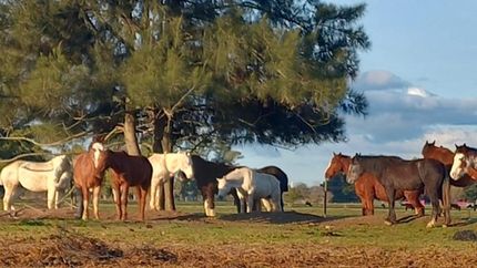 La ONG tiene a su cuidado a 45 caballos y 16 gansos, todos ellos rescatados.