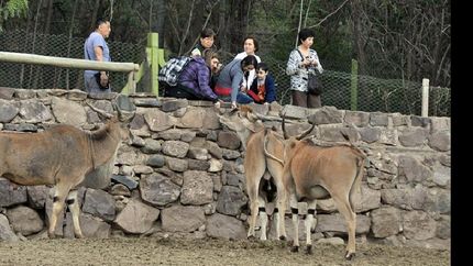 La mayoría de los animales fueron trasladados a santuarios dentro del país o en el exterior.