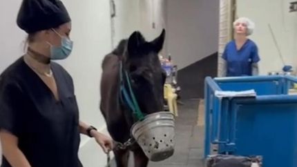 El caballo está recibiendo atención y presenta mucho dolor por el maltrato sufrido.