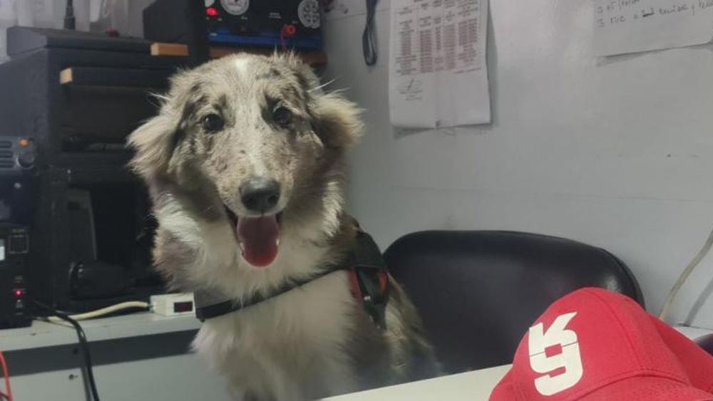 Lola es una perrita Border Collie.