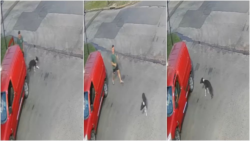 Un hombre abandonó a un perro a horas de los festejos de Navidad. Un hombre abandonó a un perro a horas de los festejos de Navidad.