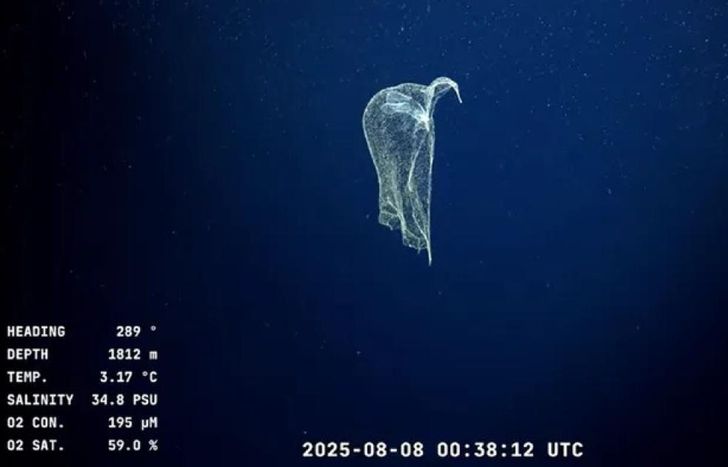 El streaming del CONICET llegó a The New York Times con fuerte críticas a Javier Milei.