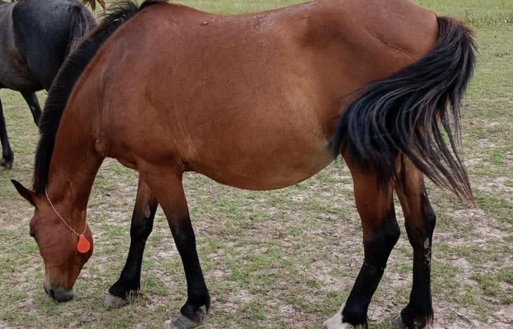 Los equinos deben recibir refuerzos para estar al resguardo del virus.