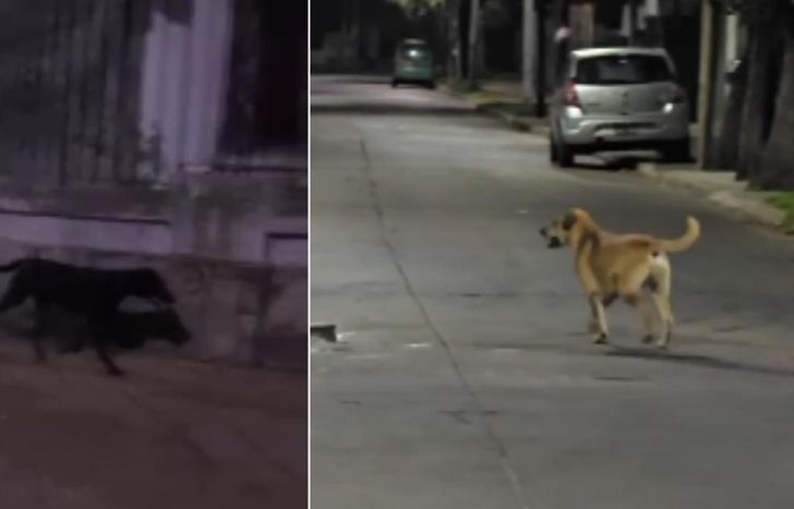 Los perros son vistos siempre de noche.