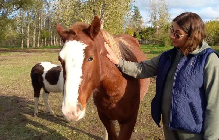 La colecta está a cargo de Caballos Libres del Sur.