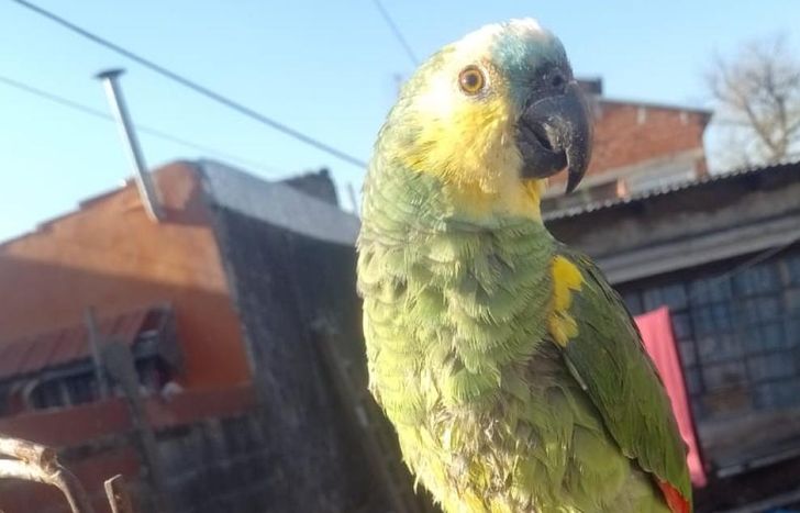El loro, llamado Lucas, se perdió el pasado lunes en Barrio Parque Barón.