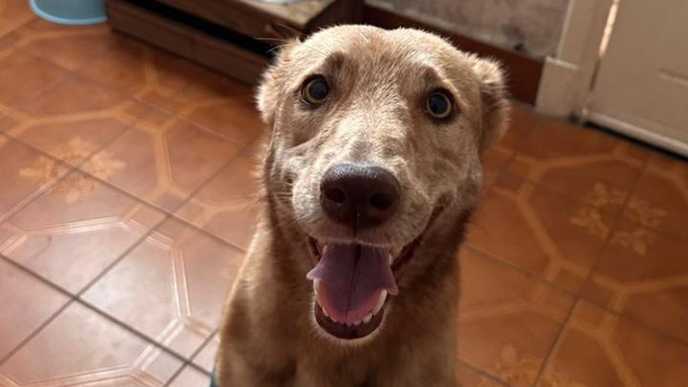 A tres semanas del accidente, Miel luce feliz. Cuando esté totalmente recuperada le buscarán una familia. A tres semanas del accidente, Miel luce feliz. Cuando esté totalmente recuperada le buscarán una familia.