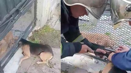 El perro estuvo atascado por varias horas, hasta que lo salvaron los bomberos.