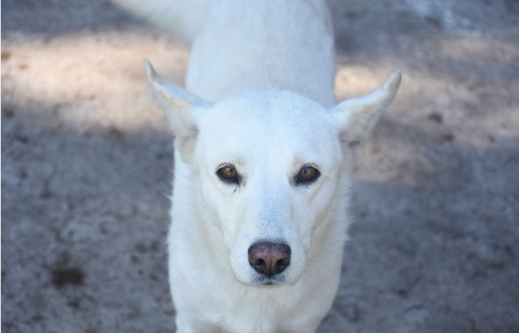 Todo lo recaudado en Lomas será para ellos que esperan por una familia que los adopte.