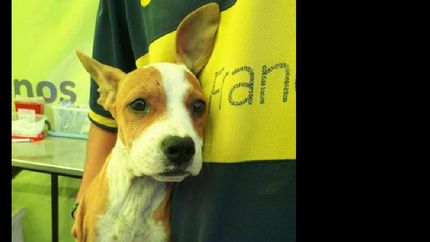 Intensifican los operativos de vacunación para mascotas en Lomas