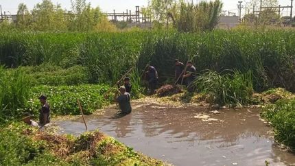 Son trabajos manuales para cuidar la flora y fauna nativa.