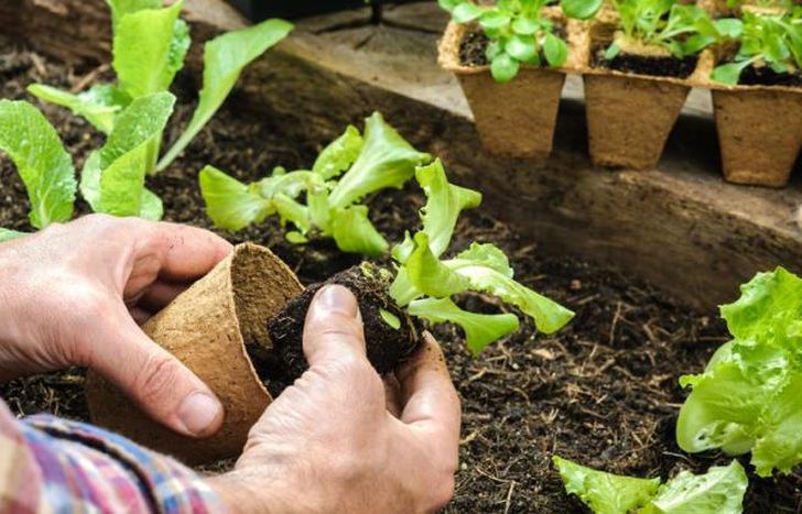 Aprender los beneficios de producir alimentos en los hogares.
