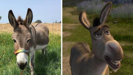 Diario La Unión | Perry, la inspiración de Burro de Shrek.