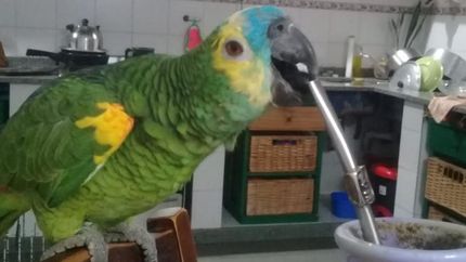 Por mas de 10 años eligió la casa de Patricia para vivir.