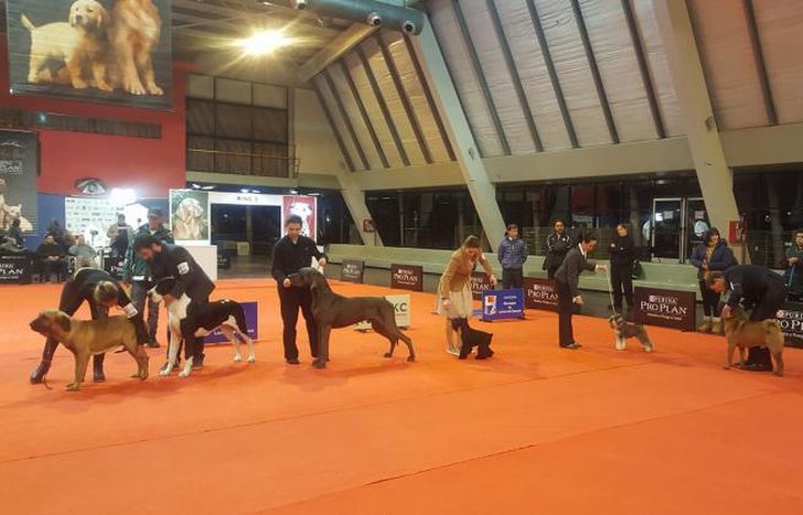 Cita imperdible para los amantes de los perros.