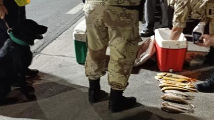 El hombre llevaba 44 piezas de pescado.