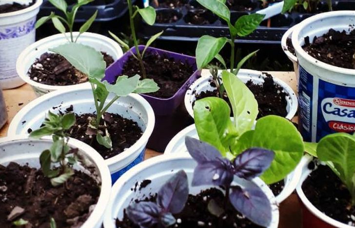 Tres plantines cuestan sólo $100