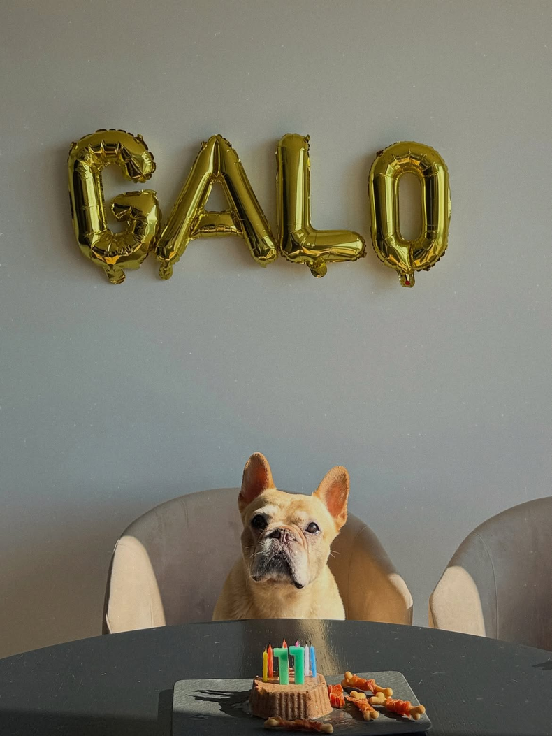 Galo, el perro de Nicolás Tagliafico y Carolina Calvagni. 
