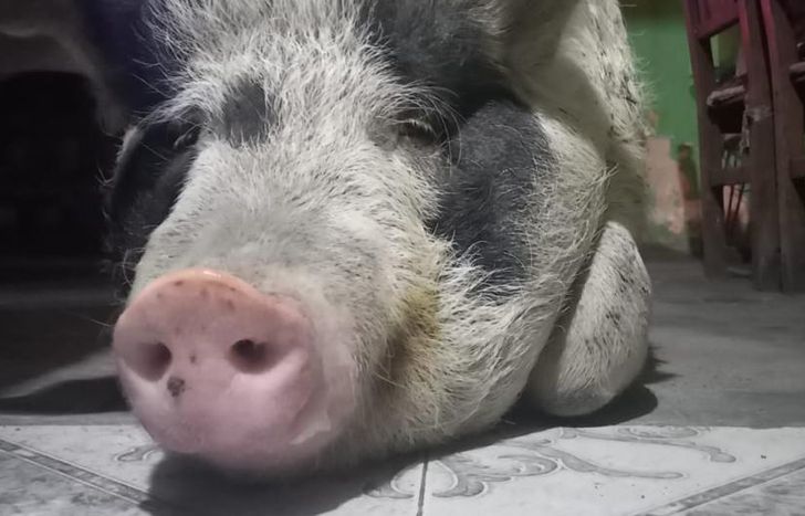 Él es un chancho muy feliz, admitió Karmen.