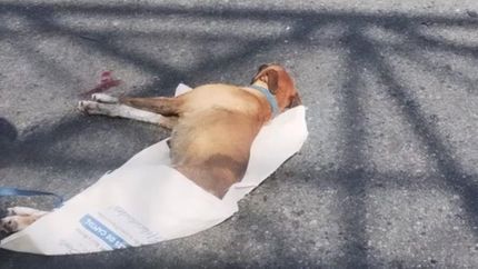 Mía, una perra de 2 años, fue embestida en Camino Negro.