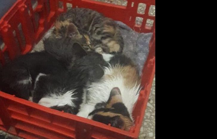 Los gatitos necesitan familias que los adopten o les den un hogar de tránsito.