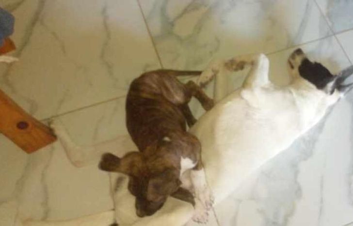 La familia espera reencontrarse con su mascota lo antes posible.