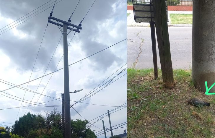Denuncian a Edesur que un cable de alta tensión está matando palomas en Lomas de Zamora.