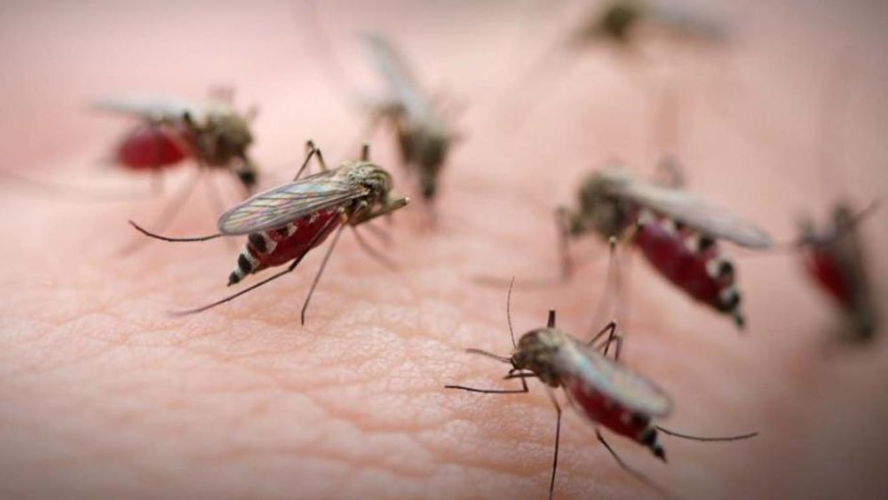 No está asociada con el Aedes Aegypti, mosquito transmisor del dengue.