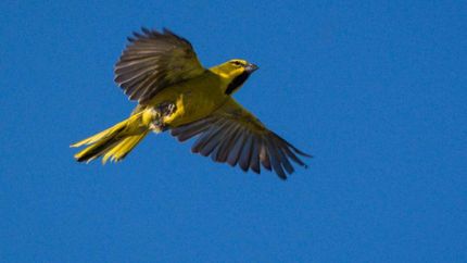 El ave fue detectada en la Reserva Santa Catalina.
